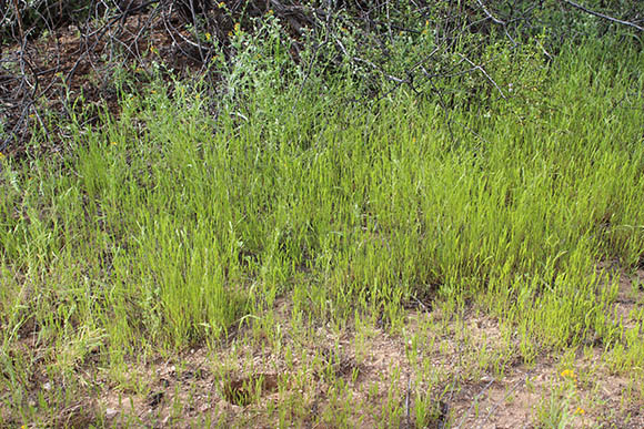  Festuca octoflora 